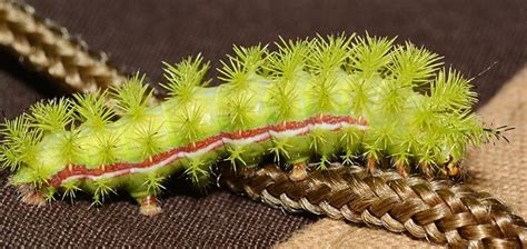 Poisonous Caterpillars In Florida Pictures - Галерија слика