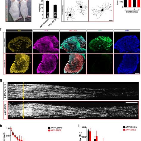 In Vivo Gene Delivery Of Stc Enhances Axon Regeneration A Schematic