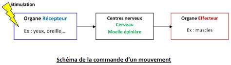 Chapitre Commande Et Fonctionnement Des Muscles Svt Jules Michelet