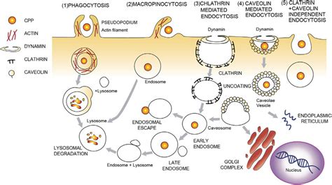 Cellular Internalization Of Cpps Through Various Endocytotic Pathways