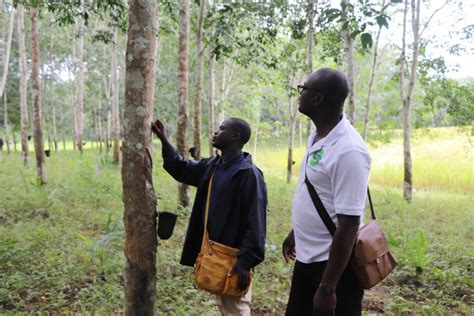 Côte d Ivoire Hévéa appui à la création et à une gestion durable le