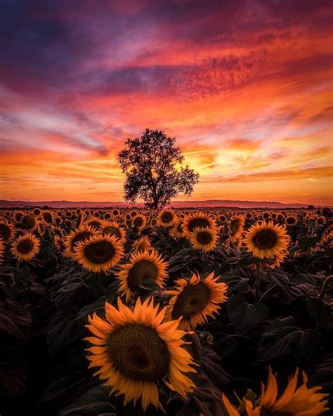 фото Sunflower Pictures Purple Sunset Sunset