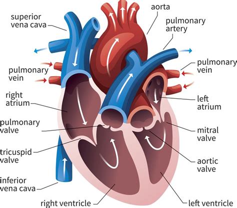 Human Transport System Structure Of Human Circulatory System Heart