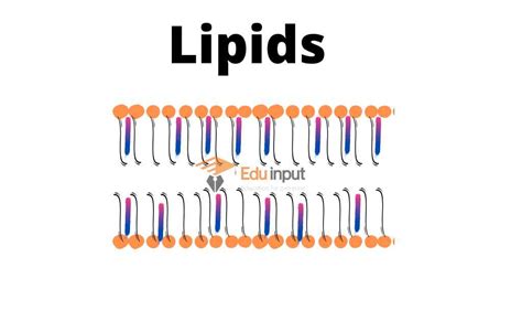 What Are Lipids Discovery Sources Classification And Importance