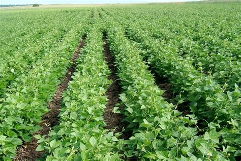 Beans Farming in Kenya for Beginners Tuko.co.ke