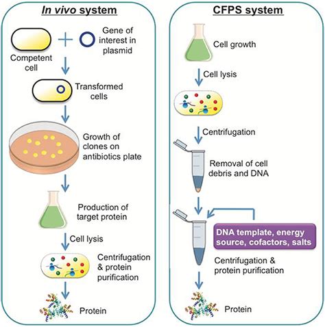 Frontiers Exploring The Potential Of Cell Free Protein Synthesis For