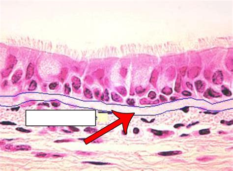 Lab 4 Histology I Epithelial And Muscle Tissue Flashcards Quizlet