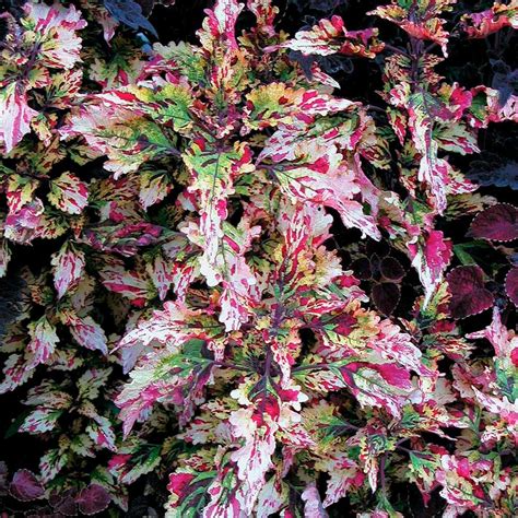 Coleus Rattlesnake White Flower Farm