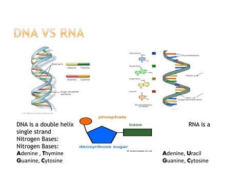 Ppt Dna And Rna Powerpoint Presentation Free Download Id2851335