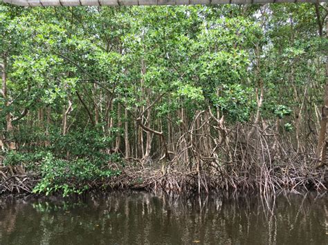 #FEMSmicroBlog: Mangrove trees in the Caribbean as cyanobacterial ...