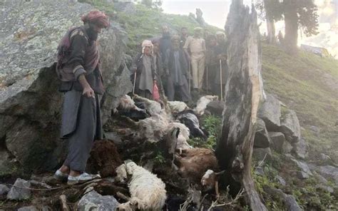 Extreme Lightning Storm Kills Hundreds Of Sheep And Goats In Kashmir