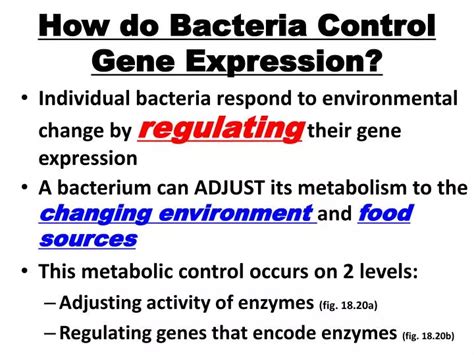 Ppt How Do Bacteria Control Gene Expression Powerpoint Presentation