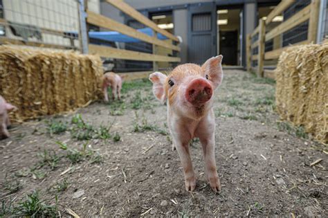 Care Recommendations For Piglets The Open Sanctuary Project