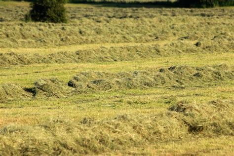 Hay Time Season For Farmers Stock Photo Image Of Rural Farm 220966356