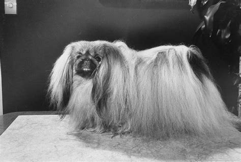 A Prize Winning Pekingese Chik Tsun 1 Photograph By George Silk