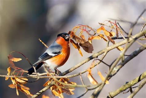 Premium Photo Eurasian Bullfinch Pyrrhula Pyrrhula The Male Sits On A