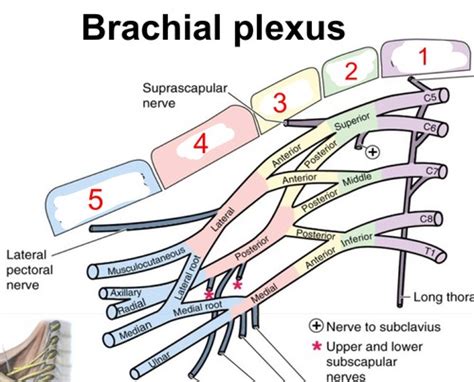 Brachial Plexus Sensory Distribution