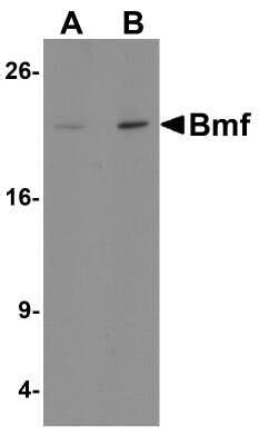 Bmf Antibody BSA Free NBP1 76658 By Novus Part Of Bio Techne