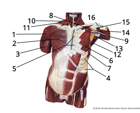 Trunk Muscles Diagram Quizlet