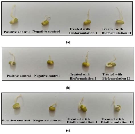 Seed Germination Rate Of Vigna Radiata In Samples Of A Electroplating