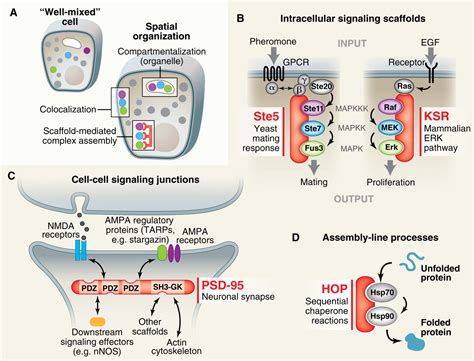 Scaffold Proteins Hubs For Controlling The Flow Of Cellular