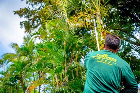 Marco Island Tree Services Fortune S Lawn Land Tree Service