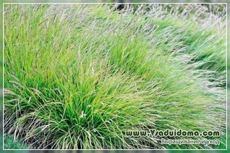 Сеслерия осенняя (фото) посадка и уход | Сайт о саде, даче и комнатных ...