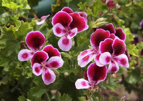 Pelargonium Macranta Il Geranio Mozzafiato Iper