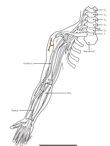 Nervous System Arm Nerves Flashcards Quizlet