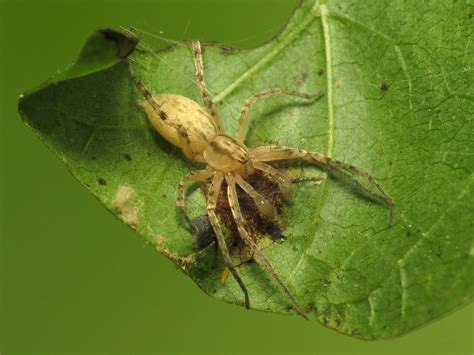 Ghost Spider Anyphaenidae I Think Rock Creek Park Washi Flickr