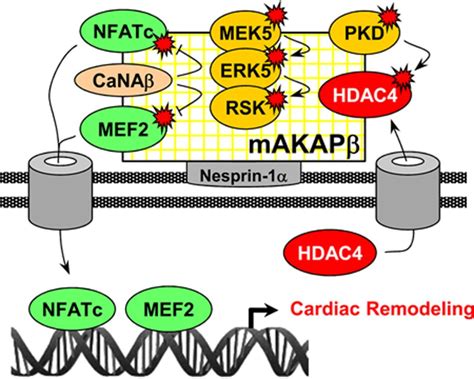 The Scaffold Protein Muscle A Kinase Anchoring Protein β Orchestrates