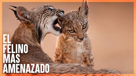 Desvelando El Misterio Descubre El Nombre Cient Fico Del Lince Ib Rico