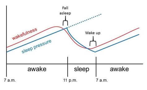 Module 2 Synchronization Of Homeostatic And Circadian Processes NIOSH