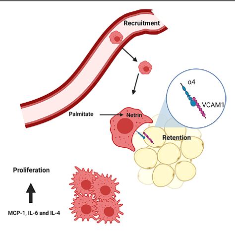 Figure 1 From Innate Immune Cells In The Adipose Tissue In Health And Metabolic Disease