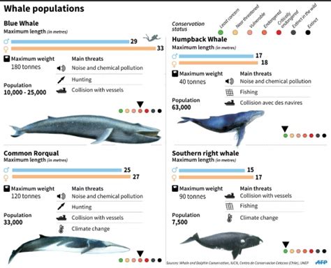 Whales And Whaling Industry Have Been Killed By The Hunted