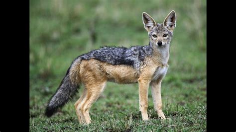 Jackal At Delhi Zoo Youtube