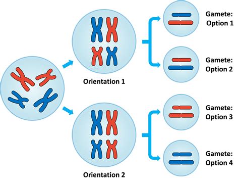 Meiosis