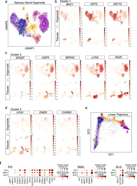 Single Cell Rna Seq Revealed Cellular Heterogeneity And Glandular