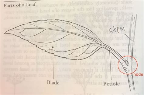 parts of a leaf | Outdoor school, Male sketch, Outdoor