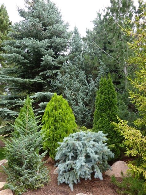 Conifer Gardens Conifers Garden Evergreen Landscape Garden Shrubs