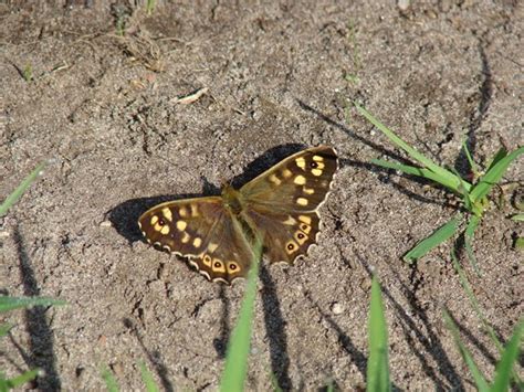 Bont Zandoogje Vlinders Genieten Van De Natuur