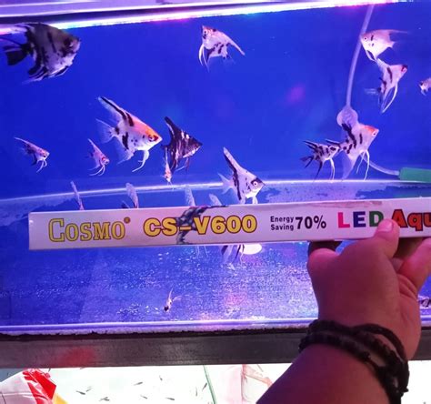 Jual Cosmo Cs V Putih Lampu Celup Led Aquarium Light Cm Akuarium