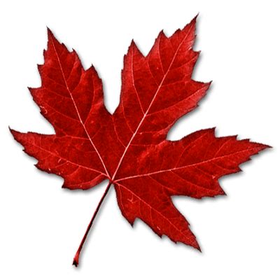 Maple Leaves Transparent Png Images Stickpng