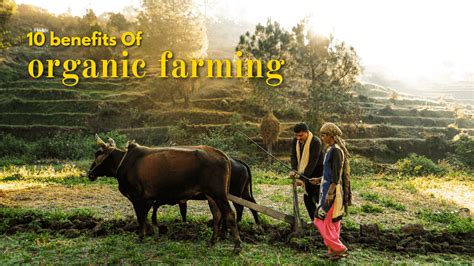 The Comprehensive Guide To The 10 Benefits Of Organic Farming ಸಾವಯವ ಕೃಷಿಯ 10 ಅತ್ಯುತ್ತಮ