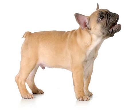 Tips On How To Get Your French Bulldog To Stop Barking Happy French