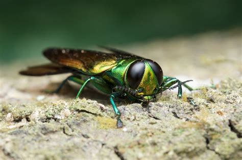 Canadian Researchers Rearing New Parasitic Wasp To Fight Emerald Ash Borer Cottage Life