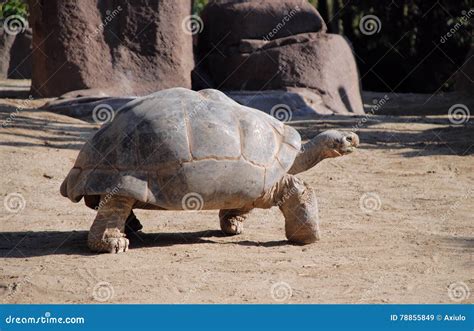 GalÃ¡pagos Tortoise Stock Image Image Of Turtle Tortoise 78855849