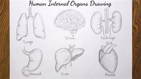 How To Draw Internal Organs Of The Human Body Youtube