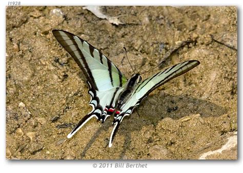 eurytides agesilaus neosilaus  adults