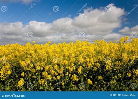 Canola Crops Australia Stock Image Image Of Blue Country 8171319